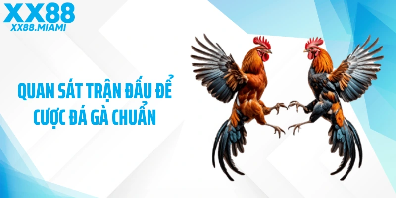 Quan sát trận đấu để cược đá gà chuẩn